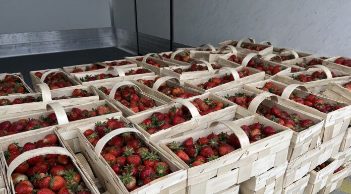 Ceny truskawek w skupach i na giełdach stabilne ceny truskawek
