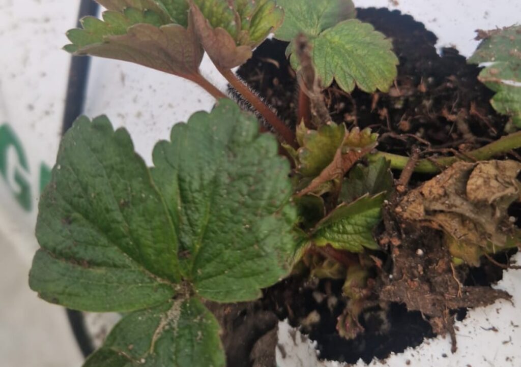 Sadzonki truskawek na których stwierdzono obecność nicieni liściowych