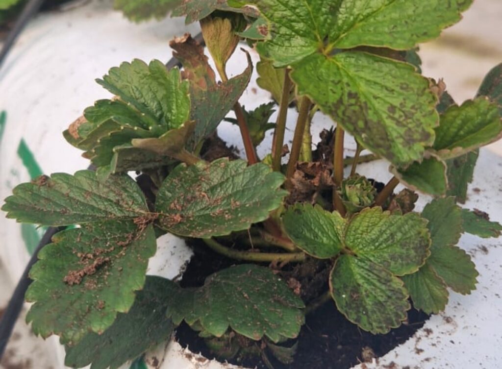 Sadzonki truskawek na których stwierdzono obecność nicieni liściowych