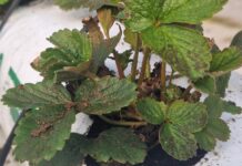 Węgorki znów zagrożeniem dla plantacji truskawek Sadzonki truskawek na których stwierdzono obecność nicieni liściowych