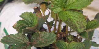 Węgorki znów zagrożeniem dla plantacji truskawek Sadzonki truskawek na których stwierdzono obecność nicieni liściowych