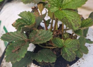 Węgorki znów zagrożeniem dla plantacji truskawek Sadzonki truskawek na których stwierdzono obecność nicieni liściowych