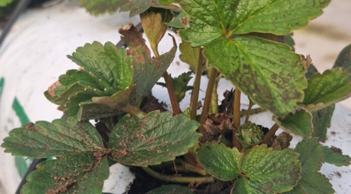 Węgorki znów zagrożeniem dla plantacji truskawek Sadzonki truskawek na których stwierdzono obecność nicieni liściowych