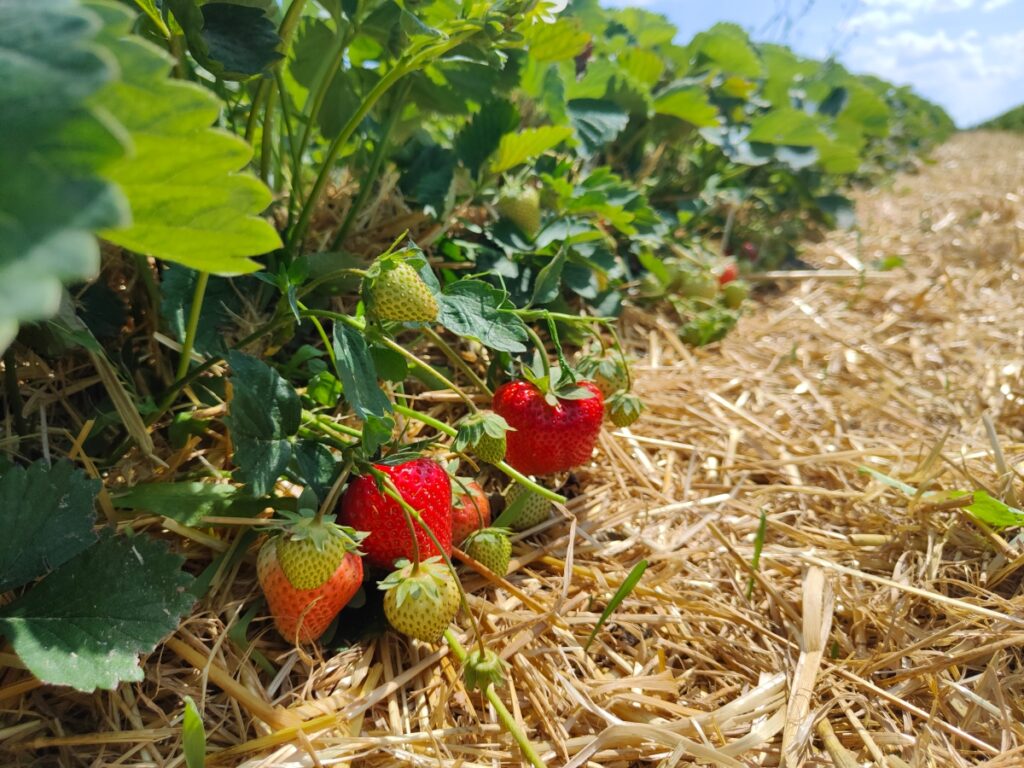 Malling Vitality w uprawie polowej