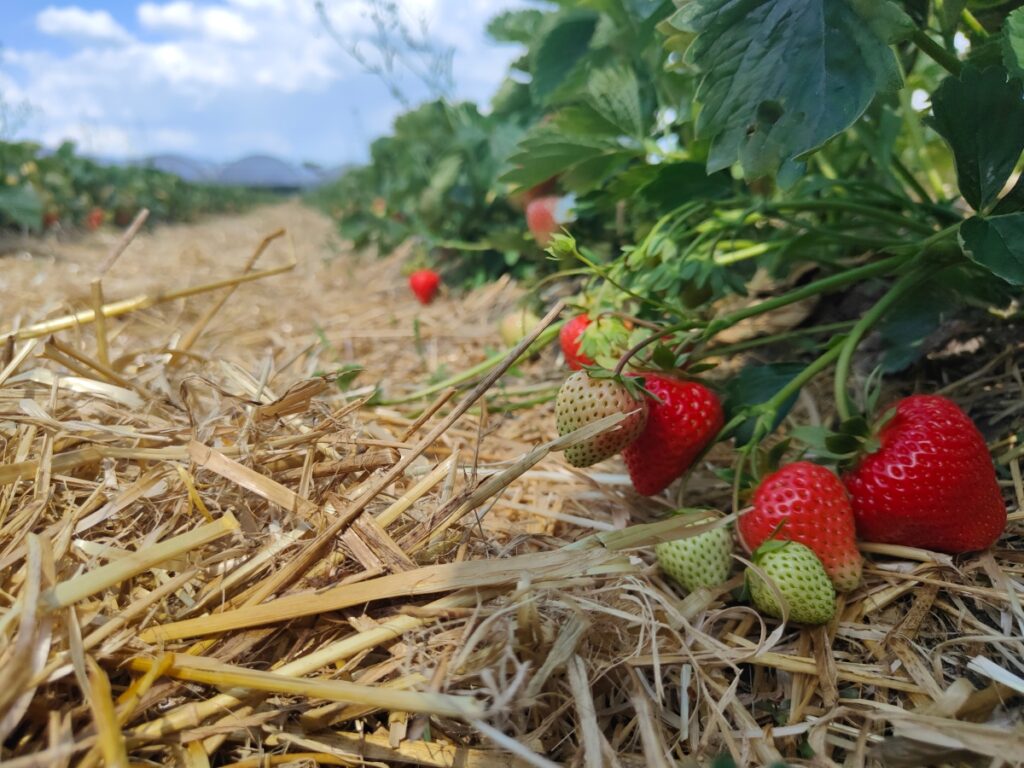 Malling Vitality w uprawie polowej