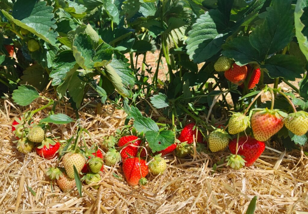 Malling Vitality w uprawie polowej