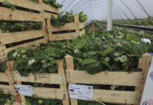 Sadzonki truskawek typu ambient i 3 rok uprawy w tym samym podłożu sadzonki truskawek ambient