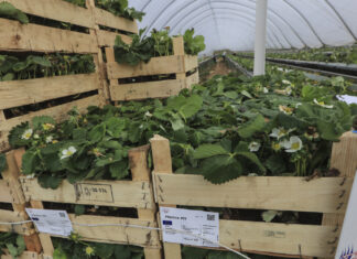 Sadzonki truskawek typu ambient i 3 rok uprawy w tym samym podłożu sadzonki truskawek ambient