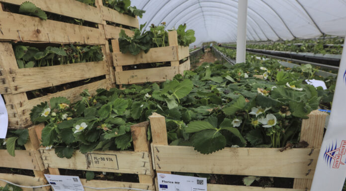 Sadzonki truskawek typu ambient i 3 rok uprawy w tym samym podłożu sadzonki truskawek ambient