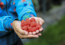 Biedronka otwiera sezon na polskie maliny. Pierwsze partie w sklepach już 8 maja!