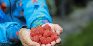 Biedronka otwiera sezon na polskie maliny. Pierwsze partie w sklepach już 8 maja!