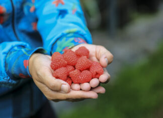 Biedronka otwiera sezon na polskie maliny. Pierwsze partie w sklepach już 8 maja!