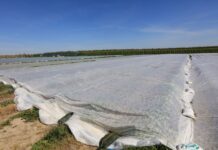 Czwarty raz pod agrowłókniną – Mateusz Włodarczyk zabezpiecza plantację przed kolejnymi przymrozkami