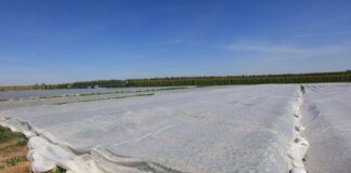 Czwarty raz pod agrowłókniną – Mateusz Włodarczyk zabezpiecza plantację przed kolejnymi przymrozkami