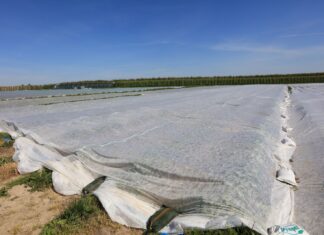 Czwarty raz pod agrowłókniną – Mateusz Włodarczyk zabezpiecza plantację przed kolejnymi przymrozkami