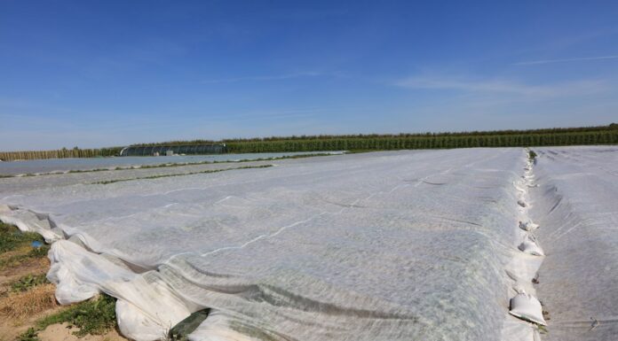 Czwarty raz pod agrowłókniną – Mateusz Włodarczyk zabezpiecza plantację przed kolejnymi przymrozkami