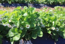 Przymrozki nie odpuszczają. Niektóre plantacje już przegrały!