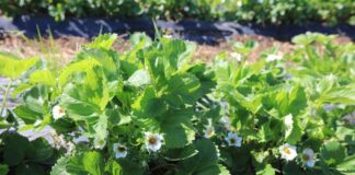 Przymrozki nie odpuszczają. Niektóre plantacje już przegrały!