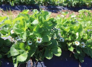 Przymrozki nie odpuszczają. Niektóre plantacje już przegrały!