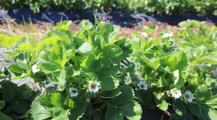 Przymrozki nie odpuszczają. Niektóre plantacje już przegrały!