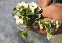 Zbliża się pogodowy Armagedon! Co czeka plantatorów jagodowych?