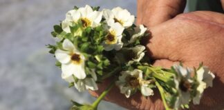 Zbliża się pogodowy Armagedon! Co czeka plantatorów jagodowych?