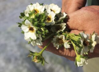 Zbliża się pogodowy Armagedon! Co czeka plantatorów jagodowych?
