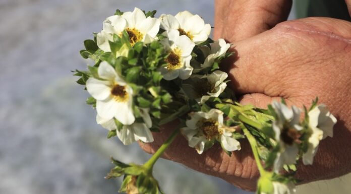 Zbliża się pogodowy Armagedon! Co czeka plantatorów jagodowych?