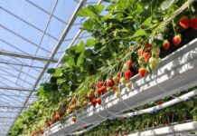 Sadzonki doniczkowane – nowe i znane odmiany truskawek