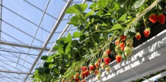 Sadzonki doniczkowane – nowe i znane odmiany truskawek