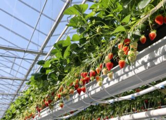 Sadzonki doniczkowane – nowe i znane odmiany truskawek