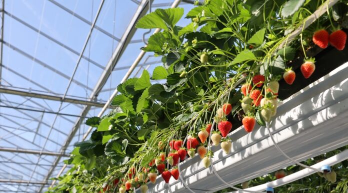 Sadzonki doniczkowane – nowe i znane odmiany truskawek