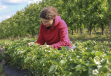 Truskawki po zdjęciu agrowłókniny. Co nas zaskoczyło?