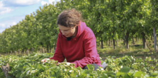 Truskawki po zdjęciu agrowłókniny. Co nas zaskoczyło?