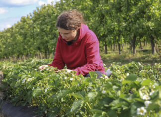 Truskawki po zdjęciu agrowłókniny. Co nas zaskoczyło?