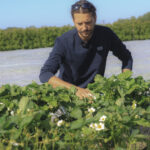 Truskawki po zdjęciu agrowłókniny? Te zabiegi należy wykonać w pierwszej kolejności!