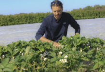 Truskawki po zdjęciu agrowłókniny? Te zabiegi należy wykonać w pierwszej kolejności!