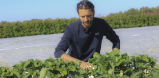 Truskawki po zdjęciu agrowłókniny? Te zabiegi należy wykonać w pierwszej kolejności!