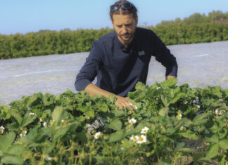 Truskawki po zdjęciu agrowłókniny? Te zabiegi należy wykonać w pierwszej kolejności!