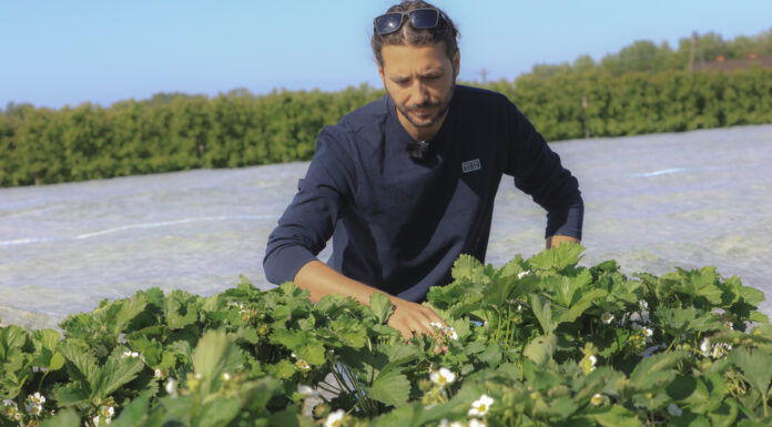 Truskawki po zdjęciu agrowłókniny? Te zabiegi należy wykonać w pierwszej kolejności!