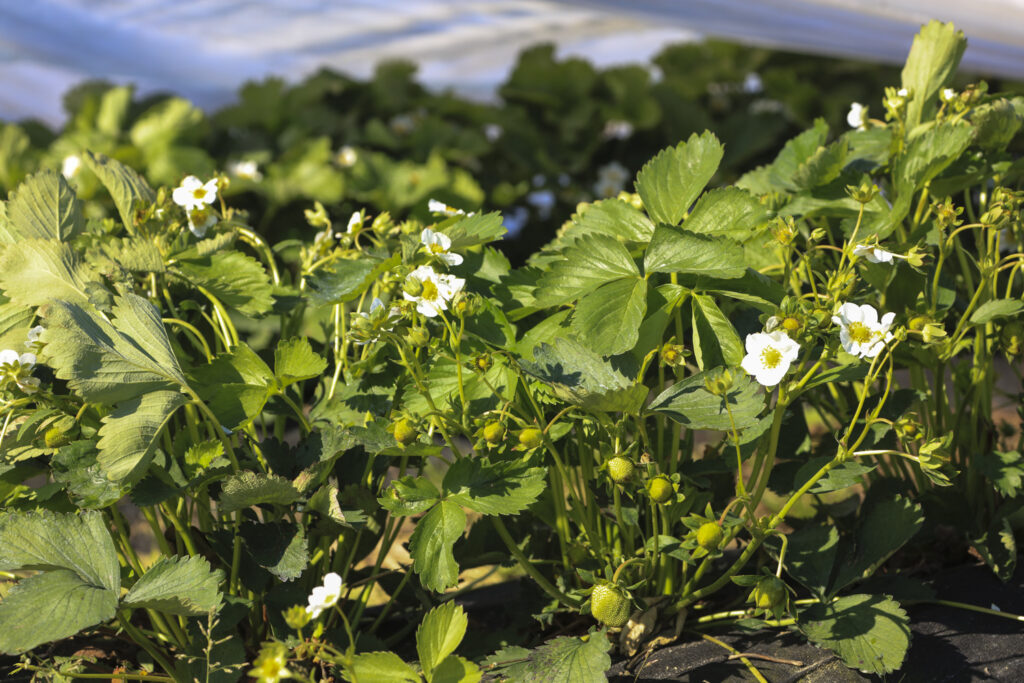 truskawki po przymrozkach 