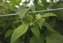 Trudny start sezonu 2025 – regeneracja malin w tunelach z firmą Szałas Agro