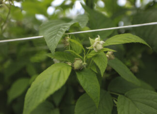 Trudny start sezonu 2025 – regeneracja malin w tunelach z firmą Szałas Agro