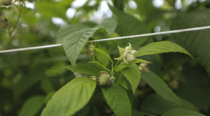 Trudny start sezonu 2025 – regeneracja malin w tunelach z firmą Szałas Agro