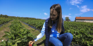 Zalecenia z plantacji truskawek. Agrowłóknina i biostymulacja były bardzo potrzebne