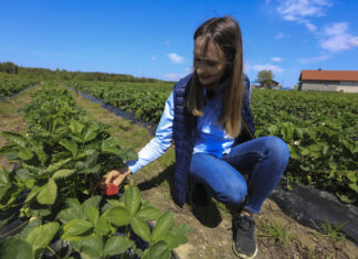 Zalecenia z plantacji truskawek. Agrowłóknina i biostymulacja były bardzo potrzebne
