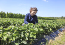 Zadbajmy o jakość truskawek – to się będzie opłacać!