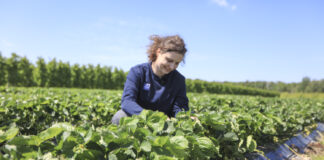Zadbajmy o jakość truskawek – to się będzie opłacać!