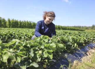 Zadbajmy o jakość truskawek – to się będzie opłacać!