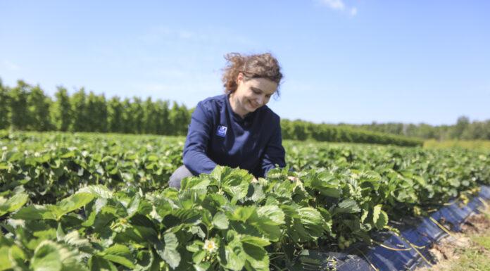 Zadbajmy o jakość truskawek – to się będzie opłacać!